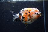 Jumbo Milk Cow Ranchu  Calico 5.5 Inch (ID#1224R9a-98)