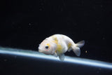 Baby Ranchu  Calico 3 Inch (ID#1112R9c-35) Free2Day SHIPPING