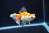 Butterfly  Red White 3 Inch (ID#328B8b-39) Free2Day SHIPPING