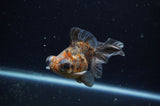 Butterfly  Calico 3.5 Inch (ID#228B8b-47) Free2Day SHIPPING