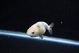 Baby Ranchu  Calico 3 Inch (ID#1112R9c-35) Free2Day SHIPPING