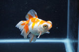 Butterfly  Red White 3 Inch (ID#328B8b-39) Free2Day SHIPPING
