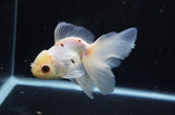 Juvenile Thai Oranda  Tricolor 4.5 Inch (ID#404T13b-61) Free2Day SHIPPING