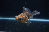 Butterfly  Calico 3.5 Inch (ID#228B8b-47) Free2Day SHIPPING
