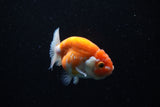 Ranchu  Sakura 3 Inch (ID#1008R5c-77) Free2Day SHIPPING