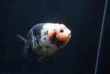 Milk Cow Ranchu  Calico 5 Inch (ID#1227R10c-85) Free2Day SHIPPING