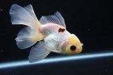 Juvenile Thai Oranda  Tricolor 4.5 Inch (ID#404T13b-61) Free2Day SHIPPING