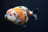 Jumbo Milk Cow Ranchu  Calico 5.5 Inch (ID#1224R9a-98)