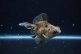 Butterfly  Calico 3.5 Inch (ID#228B8b-47) Free2Day SHIPPING