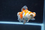 Butterfly  Red White 3 Inch (ID#328B8b-39) Free2Day SHIPPING