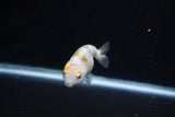 Baby Ranchu  Calico 3 Inch (ID#1112R9c-35) Free2Day SHIPPING