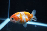 Ranchu  Sakura 3 Inch (ID#1008R5c-78) Free2Day SHIPPING