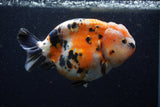 Jumbo Milk Cow Ranchu  Calico 5.5 Inch (ID#1224R9a-98)