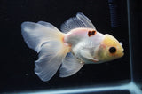 Juvenile Thai Oranda  Tricolor 4.5 Inch (ID#404T13b-61) Free2Day SHIPPING