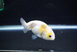 Baby Ranchu  Calico 3 Inch (ID#1112R9c-35) Free2Day SHIPPING