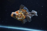Butterfly  Calico 3.5 Inch (ID#228B8b-47) Free2Day SHIPPING