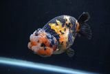 Milk Cow Ranchu  Calico 4 Inch (ID#1227R10c-86) Free2Day SHIPPING