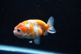 Ranchu  Sakura 3 Inch (ID#1008R5c-78) Free2Day SHIPPING