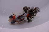 Butterfly  Calico 3.5 Inch (ID#1129B8b-53) Free2Day SHIPPING