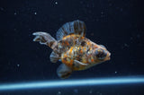 Butterfly  Calico 3.5 Inch (ID#228B8b-47) Free2Day SHIPPING