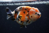 Jumbo Milk Cow Ranchu  Calico 5.5 Inch (ID#1224R9a-98)