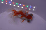 Butterfly  Red White 3 Inch (ID#328B8b-39) Free2Day SHIPPING