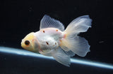 Juvenile Thai Oranda  Tricolor 4.5 Inch (ID#404T13b-61) Free2Day SHIPPING