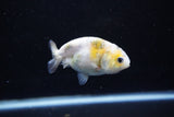 Baby Ranchu  Calico 3 Inch (ID#1112R9c-35) Free2Day SHIPPING