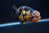 Milk Cow Ranchu  Calico 4 Inch (ID#1227R10c-86) Free2Day SHIPPING