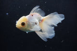 Juvenile Thai Oranda  Tricolor 4.5 Inch (ID#404T13b-61) Free2Day SHIPPING