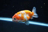 Ranchu  Sakura 3 Inch (ID#1008R5c-78) Free2Day SHIPPING