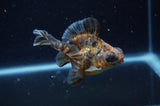 Butterfly  Calico 3.5 Inch (ID#228B8b-47) Free2Day SHIPPING
