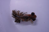 Butterfly  Calico 3.5 Inch (ID#228B8b-47) Free2Day SHIPPING