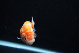 Ranchu  Sakura 3 Inch (ID#1008R5c-78) Free2Day SHIPPING