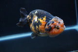 Milk Cow Ranchu  Calico 4 Inch (ID#1227R10c-86) Free2Day SHIPPING