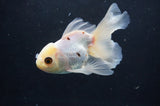 Juvenile Thai Oranda  Tricolor 4.5 Inch (ID#404T13b-61) Free2Day SHIPPING