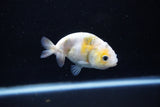 Baby Ranchu  Calico 3 Inch (ID#1112R9c-35) Free2Day SHIPPING