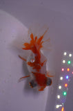 Butterfly  Red White 3 Inch (ID#328B8b-39) Free2Day SHIPPING