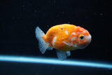 Ranchu  Sakura 3 Inch (ID#1008R5c-78) Free2Day SHIPPING