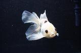 Juvenile Thai Oranda  Tricolor 4.5 Inch (ID#404T13b-61) Free2Day SHIPPING