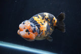 Milk Cow Ranchu  Calico 4 Inch (ID#1227R10c-86) Free2Day SHIPPING