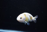 Baby Ranchu  Calico 3 Inch (ID#1112R9c-35) Free2Day SHIPPING