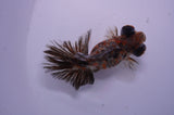 Butterfly  Calico 3.5 Inch (ID#228B8b-47) Free2Day SHIPPING