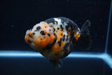 Jumbo Milk Cow Ranchu  Calico 4.5 Inch (ID#1224R9a-99)