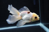 Juvenile Thai Oranda  Tricolor 4.5 Inch (ID#404T13b-61) Free2Day SHIPPING