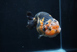 Milk Cow Ranchu  Calico 4 Inch (ID#1227R10c-86) Free2Day SHIPPING