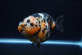 Jumbo Milk Cow Ranchu  Calico 4.5 Inch (ID#1224R9a-99)