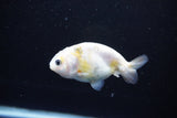 Baby Ranchu  Calico 3 Inch (ID#1112R9c-35) Free2Day SHIPPING