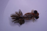 Butterfly  Calico 3.5 Inch (ID#228B8b-47) Free2Day SHIPPING