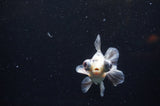 Butterfly  Calico 3.5 Inch (ID#328B8b-40) Free2Day SHIPPING